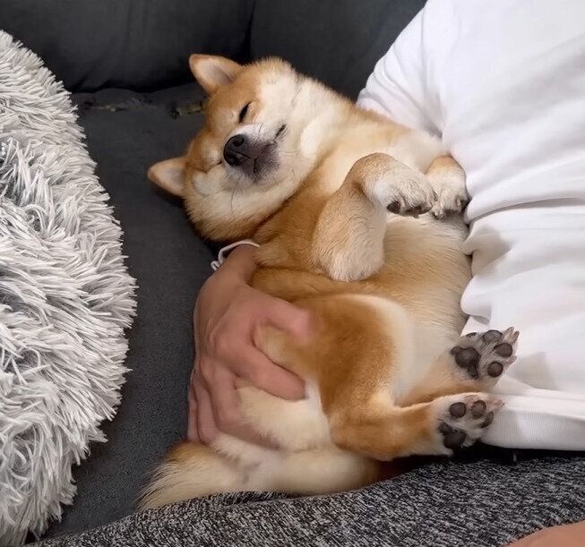 パパに抱っこされる柴犬うにちゃん