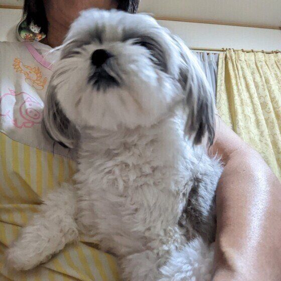 抱っこされるラルちゃん（MIX）