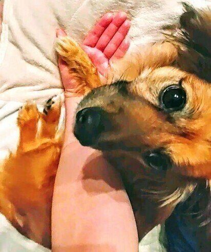 手をなめるぷっちちゃん