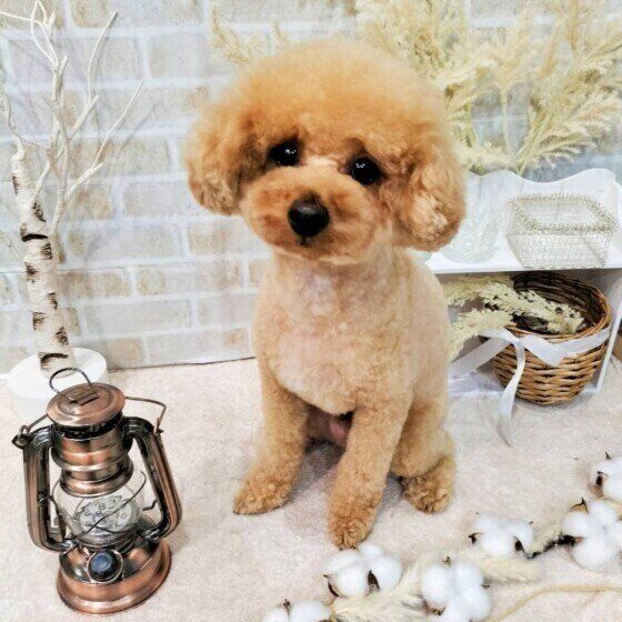 トイ・プードルのククルくん