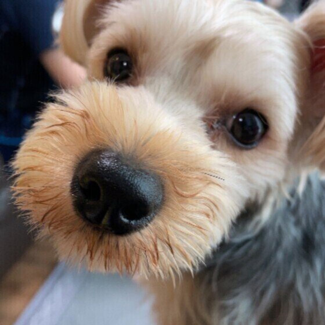 獣医師監修 犬にアボカドはng 食べてしまったときの症状と対処方法 いぬのきもちweb Magazine 獣医師監修 犬にアボカドはng 食べてしまったときの症状と対処方法 いぬのきもちweb Magazine