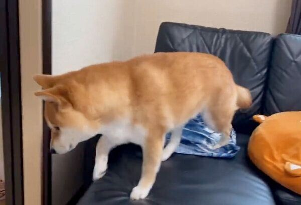 起き上がるゆきちゃん