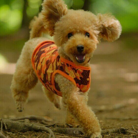 レイくん（トイ・プードル）