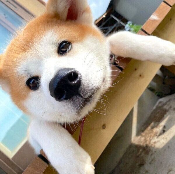 まったりする福くん