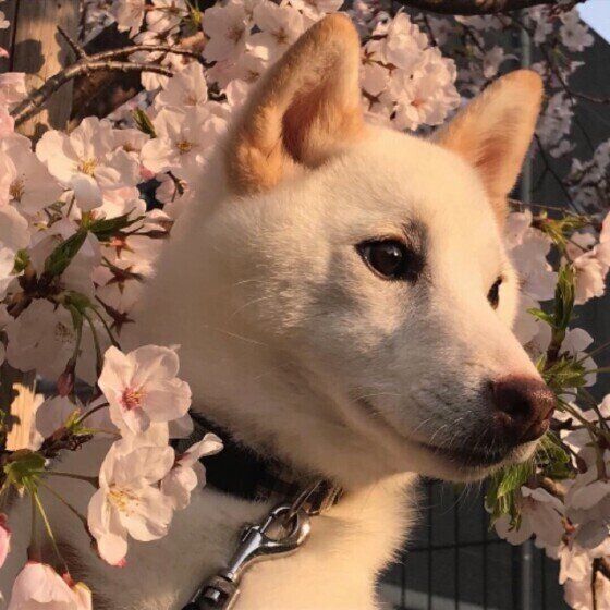 桜の花と柴のももちゃん