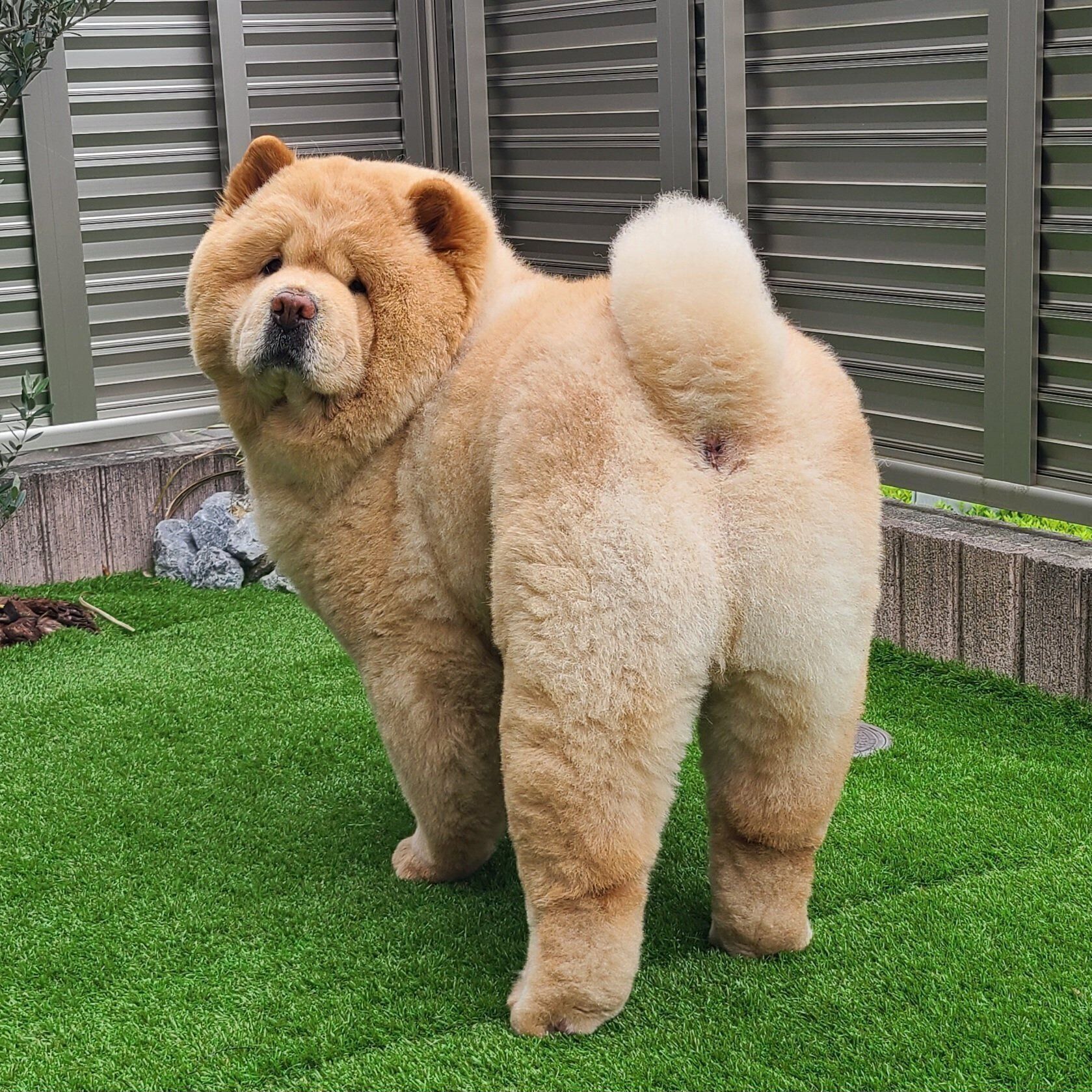 振り向くくり蔵くん