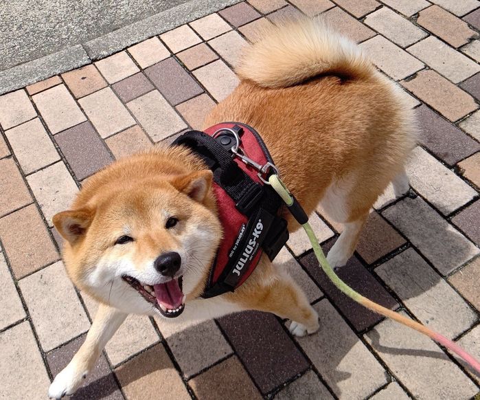 タレ目になって散歩をするオルカちゃん