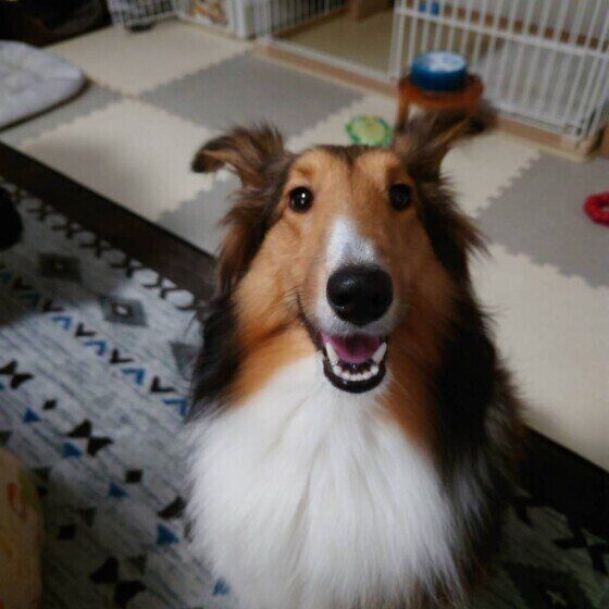 見つめるシェットランド・シープドッグ