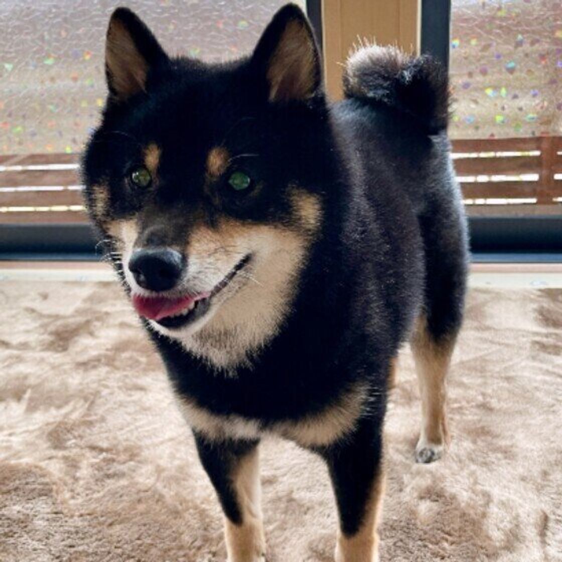 振る速さや高さによって違う しっぽの動きから分かる 犬の愛情表現とは いぬのきもちweb Magazine 振る速さや高さによって違う しっぽの動きから分かる 犬の愛情表現とは いぬのきもちweb Magazine