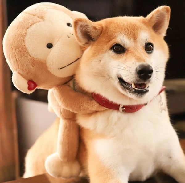 ぬいぐるみが好きな柴犬