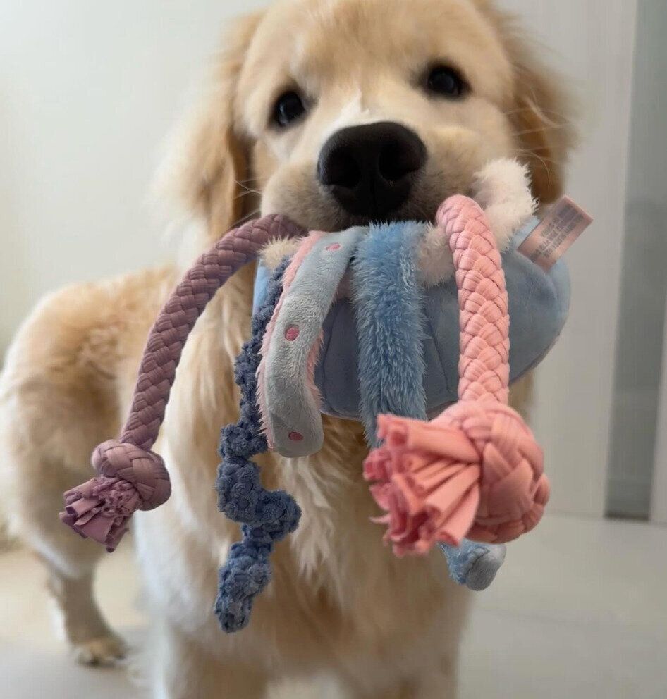 おもちゃをくわえるぴのくん