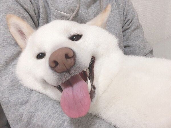 甘えるもち吉くん