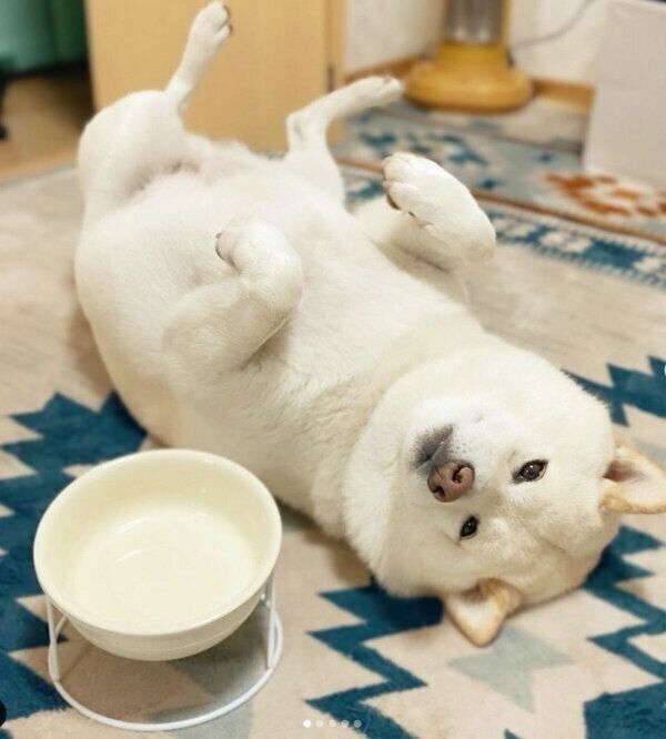 ヘソ天するごん太くん