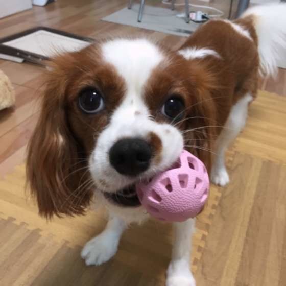 ボールをくわえるキャバリア・キング・チャールズ・スパニエル