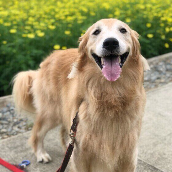 笑顔のゴールデン・レトリーバー