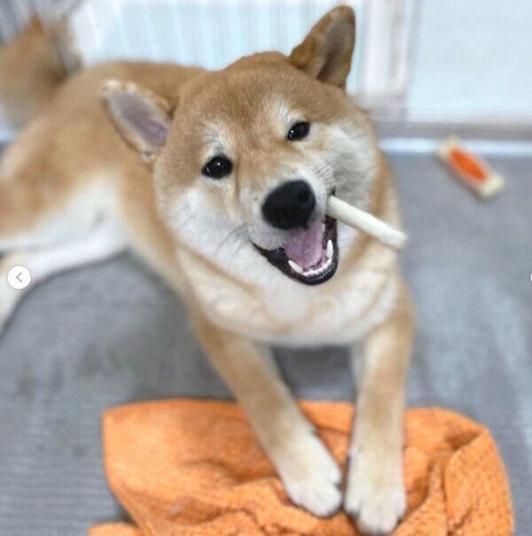 ガムを噛むじろちゃん