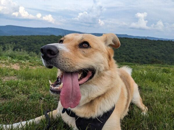 散歩を楽しむ幸子ちゃん