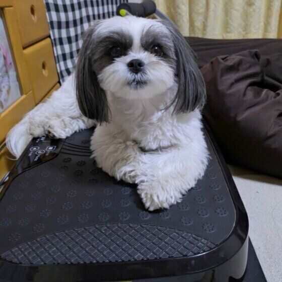 MIXのラルちゃん