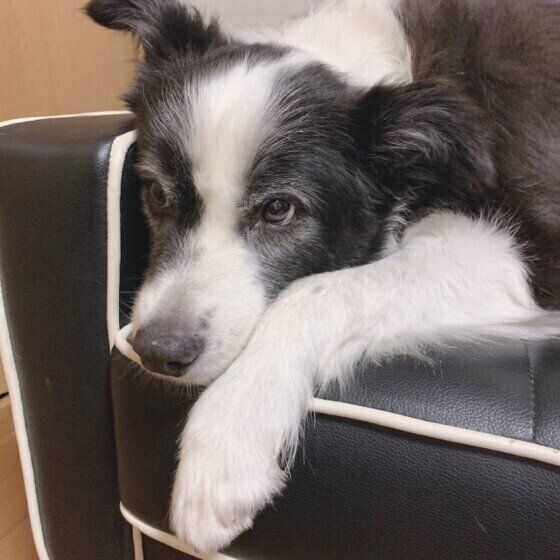 ボーダー・コリーのジャックちゃん