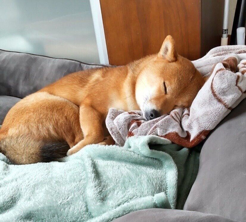 気持ちよさそうに眠る福くん