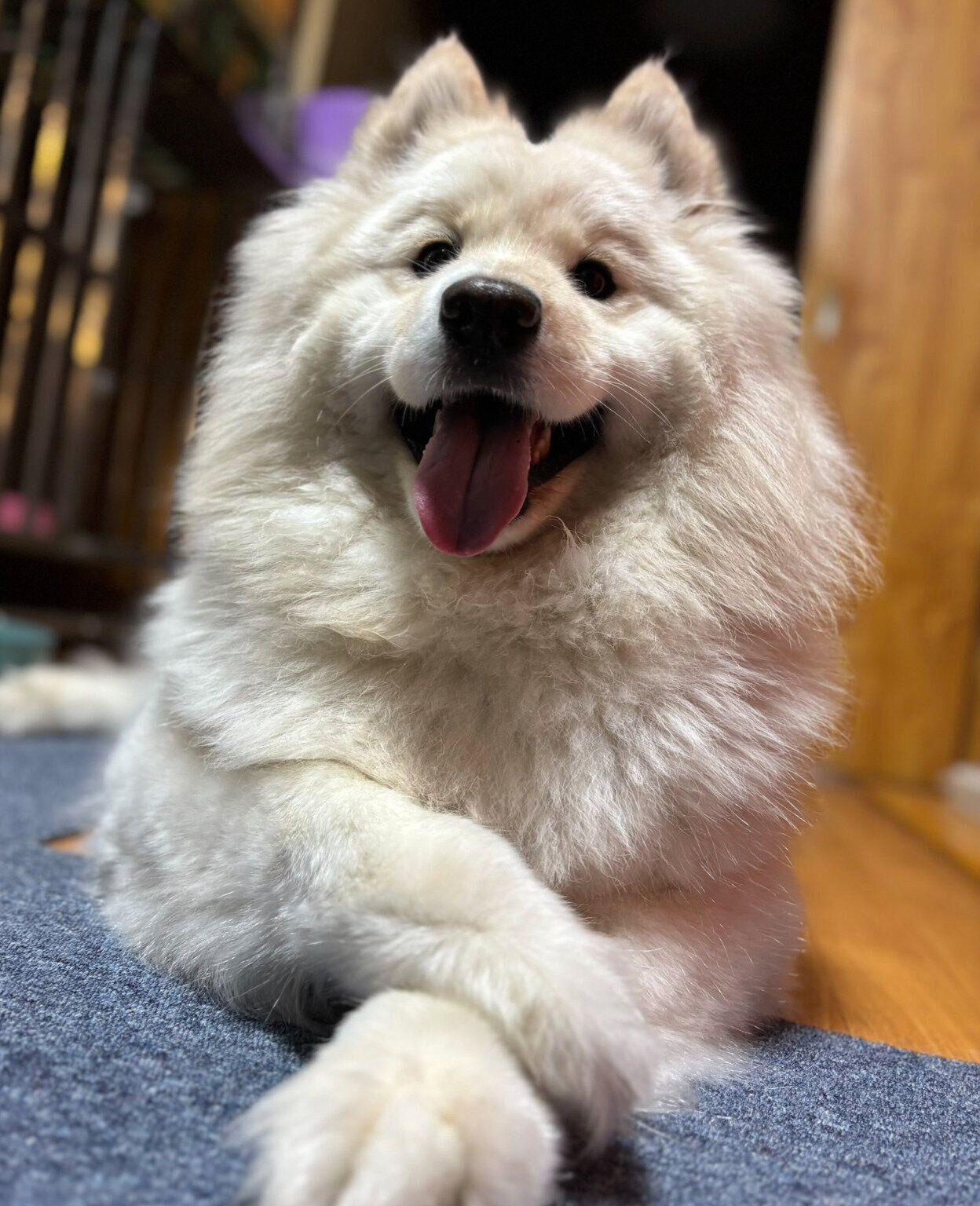 くつろぐおもちちゃん