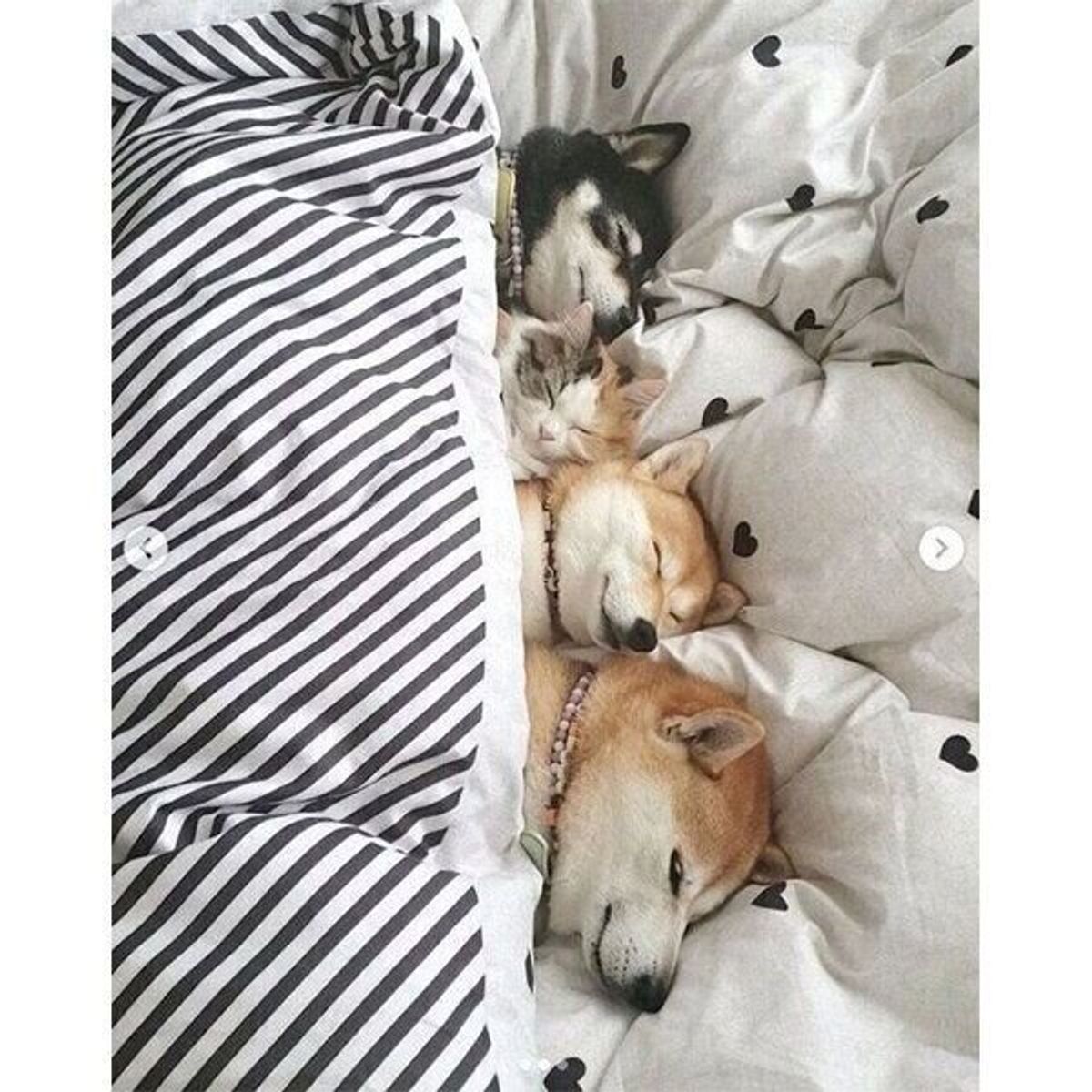 ベッドで眠る3頭の犬と子猫 仲良く並ぶ姿に ニャンてワンダフルな光景 素晴らしい幸せ感 いぬのきもちweb Magazine ベッドで眠る3頭の犬と子猫 仲良く並ぶ姿に ニャンてワンダフルな光景 素晴らしい幸せ感 いぬのきもちweb Magazine