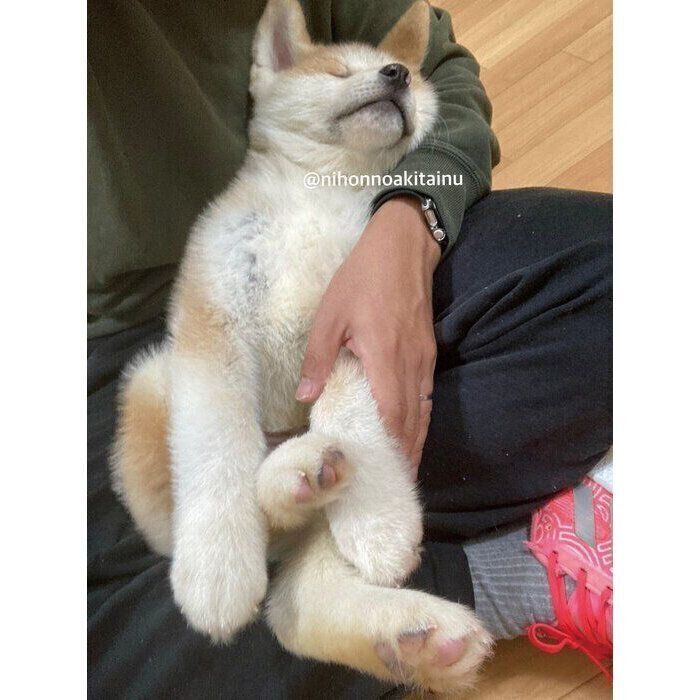 お父さんの膝の上で眠るムクくん