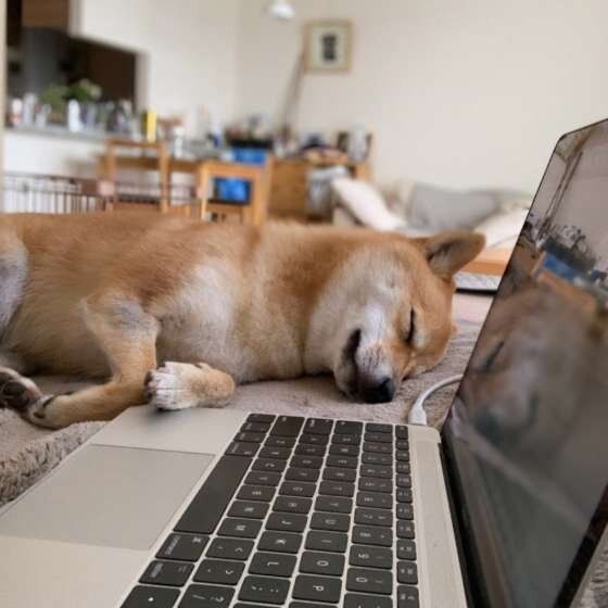 在宅勤務を見守る柴犬