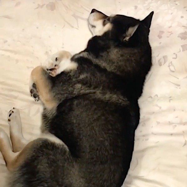 あるものを大事そうに抱える豆柴