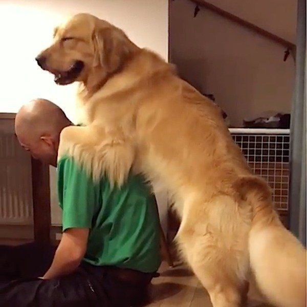 おとーさんが大好きなゴールデン・レトリーバー