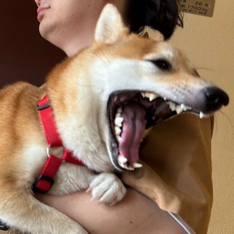 飼い主さんに「怪獣でした」といわれたもにくんの表情