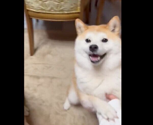 オテをするこんちゃん