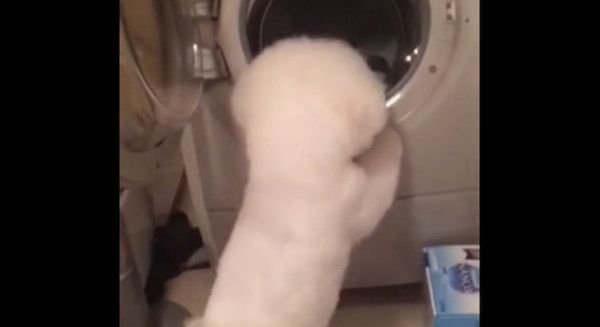 洗濯機の中を見るビション・フリーゼ