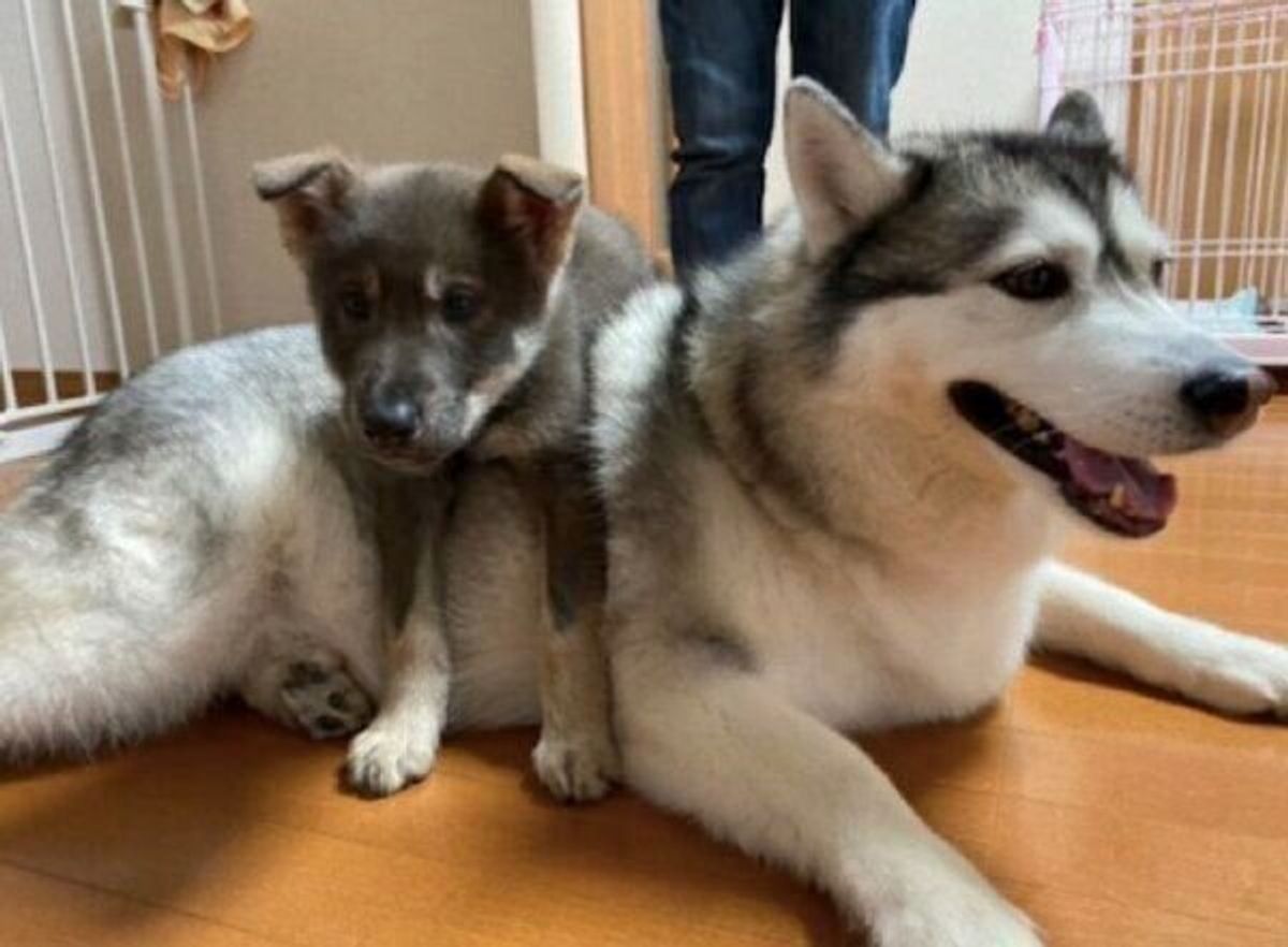 寝ているハスキーに対し 驚きの行動 を見せた子犬 1才になり ビッグなワンコ へと成長していた いぬのきもちweb Magazine 寝ているハスキーに対し 驚きの行動 を見せた子犬 1才になり ビッグなワンコ へと成長していた いぬのきもちweb Magazine