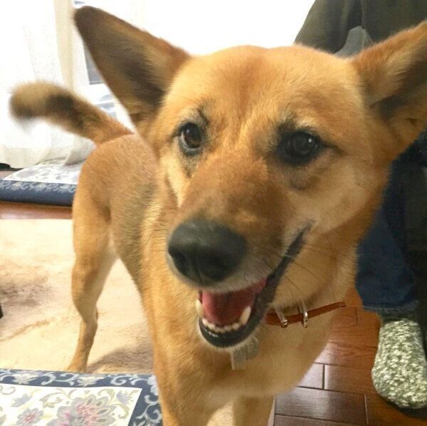 笑顔のこむぎちゃん