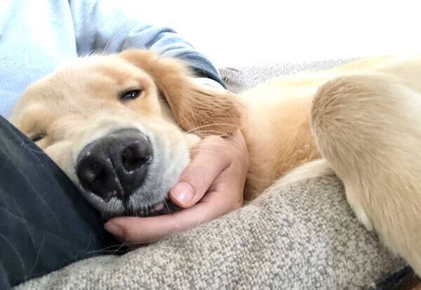 まったりするよつばちゃん