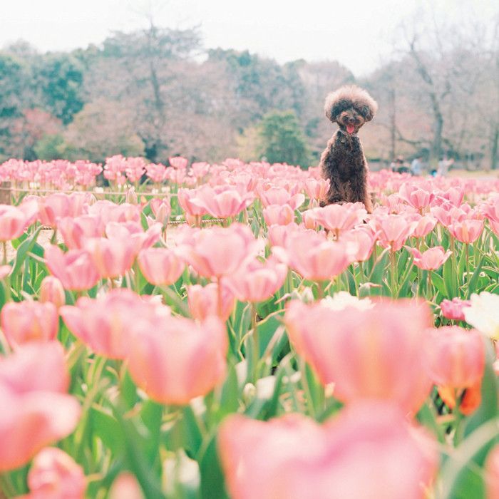東京都　国営昭和記念公園　花見　桜