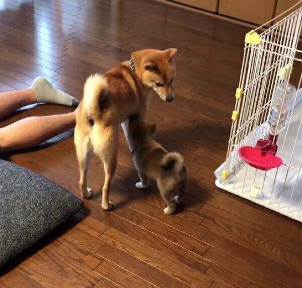 わさびくんのおっぱいを吸おうとする、もずくくん