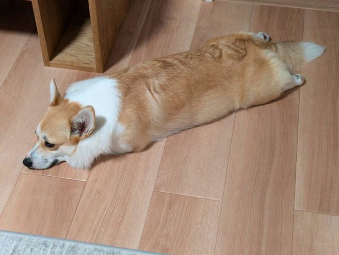 寝そべるぷーちゃん