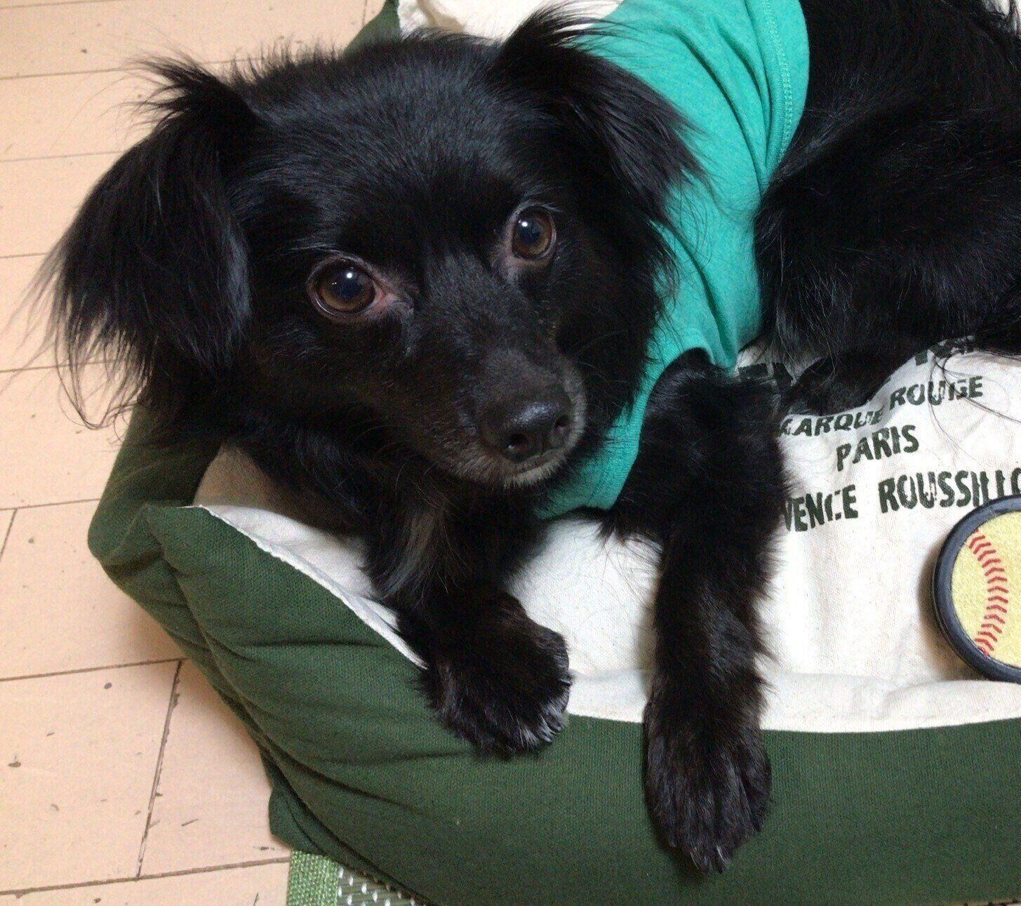 ミックス犬の空ちゃん