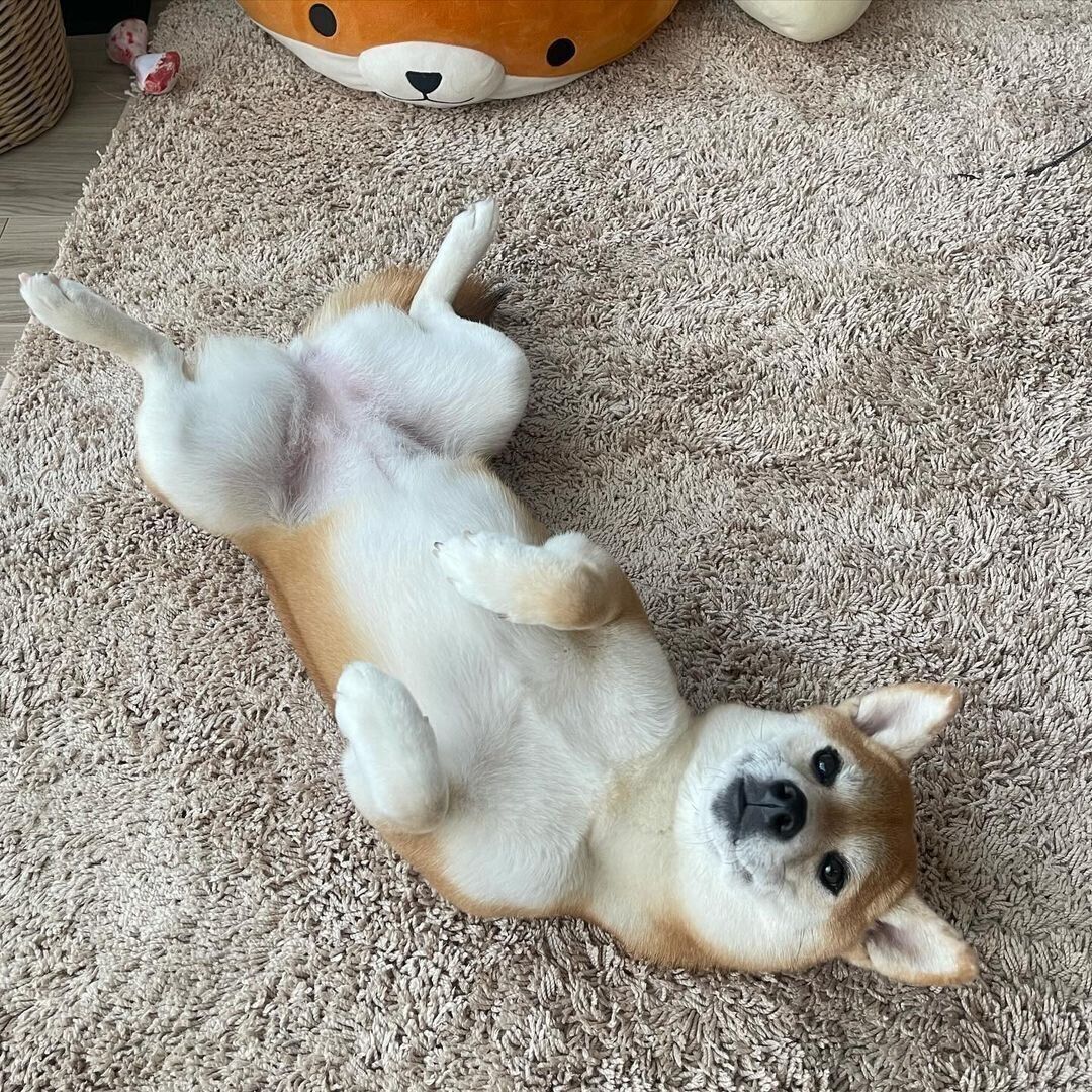 おなかを出して寝転がるつくねちゃん