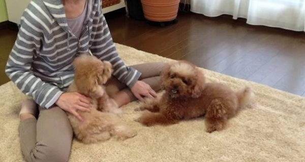 ケンカするトイ・プードル