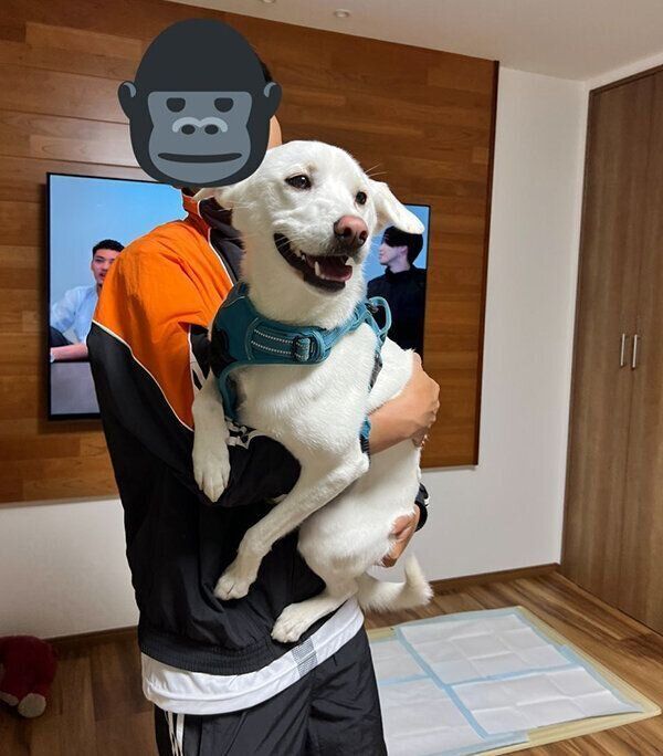 お散歩に大満足したこうめちゃん