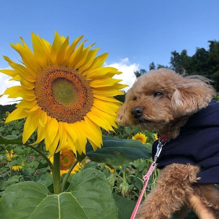 トイ・プードル ティオちゃん