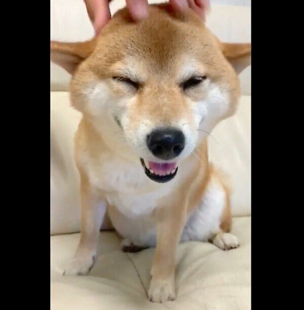 マッサージをしてもらって嬉しそうなはなちゃん