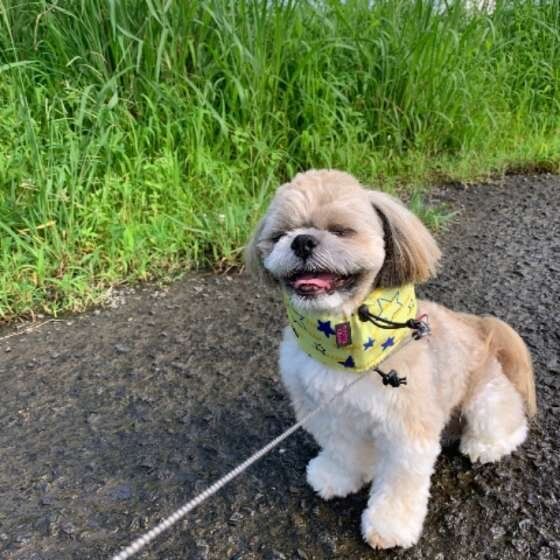 散歩するシー・ズー