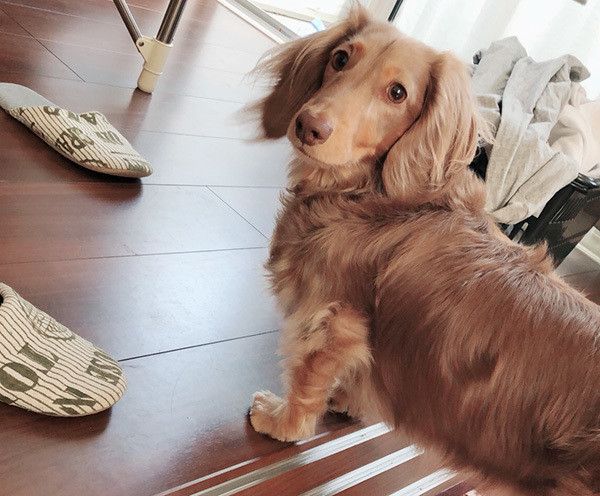 見つめるミニチュア・ダックスフンド