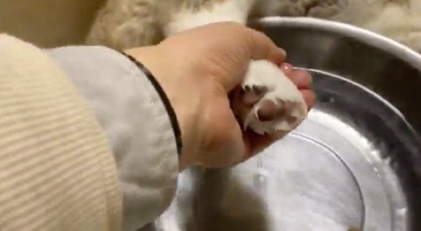 飲み水の中に足を入れちゃうワンコ