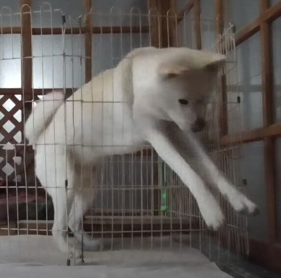 秋田犬のゆうきくん