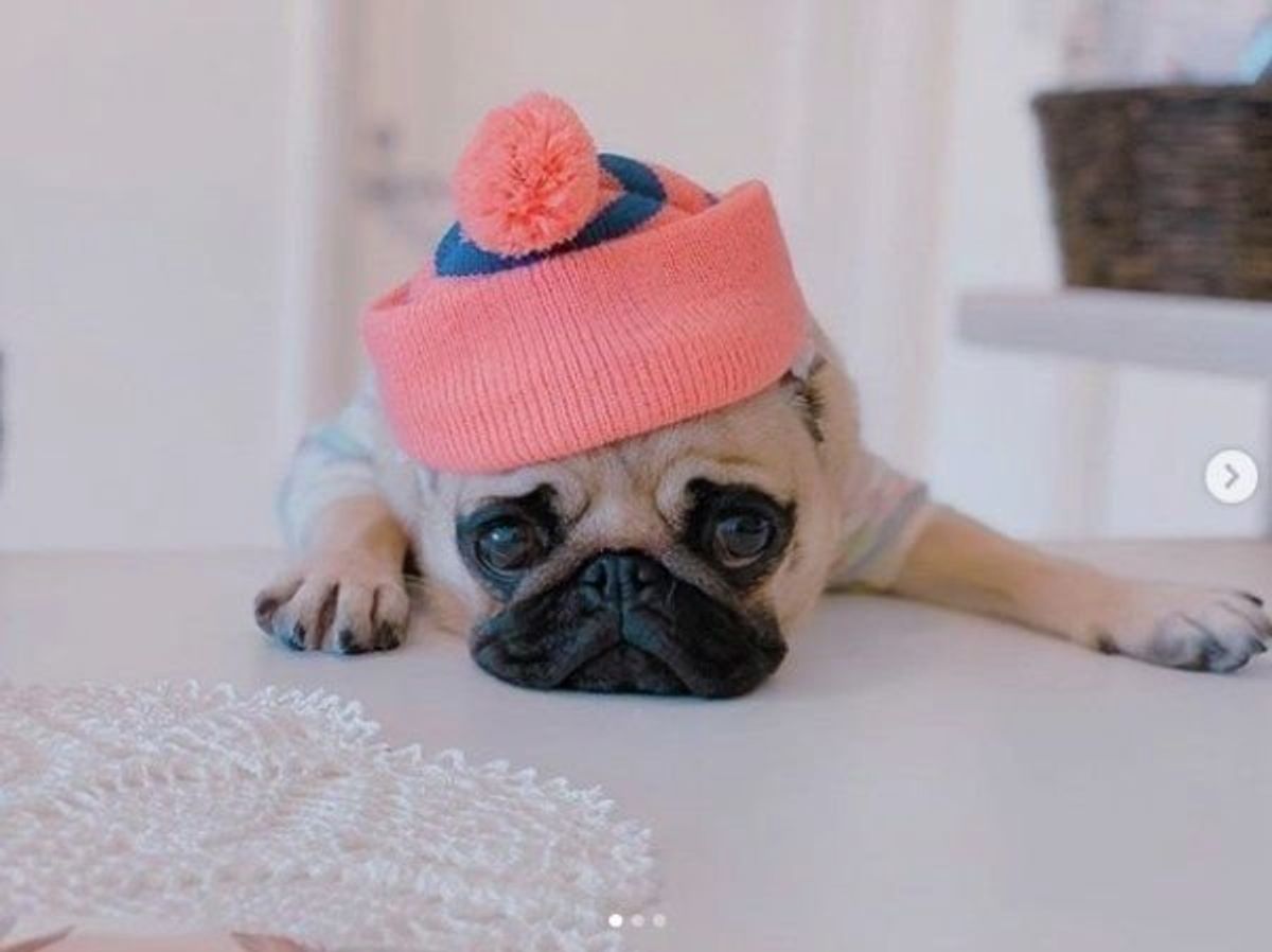 お布団から出る気ゼロ ワンコのかわいすぎる二度寝の瞬間を目撃 いぬのきもちweb Magazine お布団から出る気ゼロ ワンコのかわいすぎる二度寝の瞬間を目撃 いぬのきもちweb Magazine